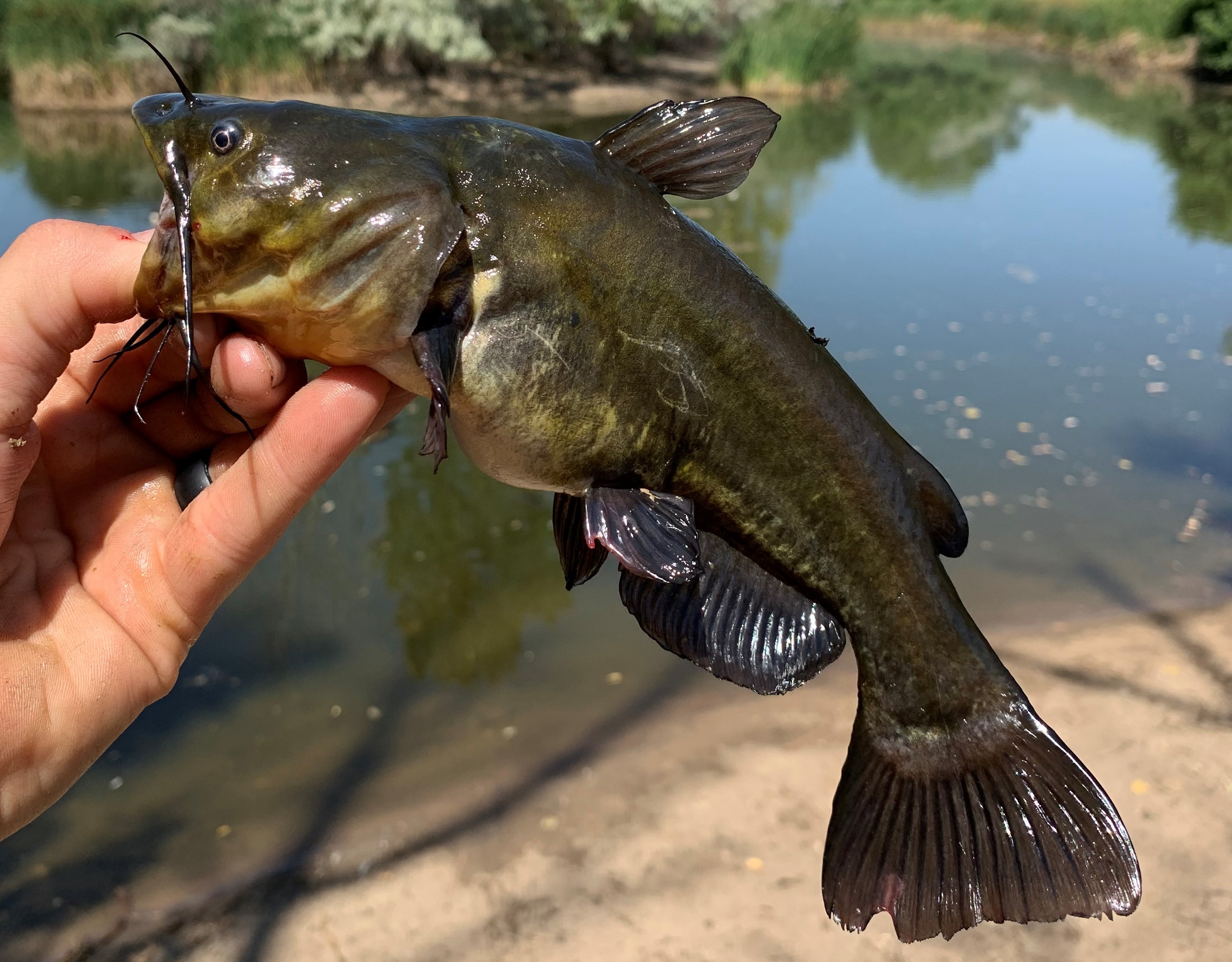 Pond 3 Fish Hill Air Force Base ISportsman   Pics Fishing Black Bullhead Pond 3 